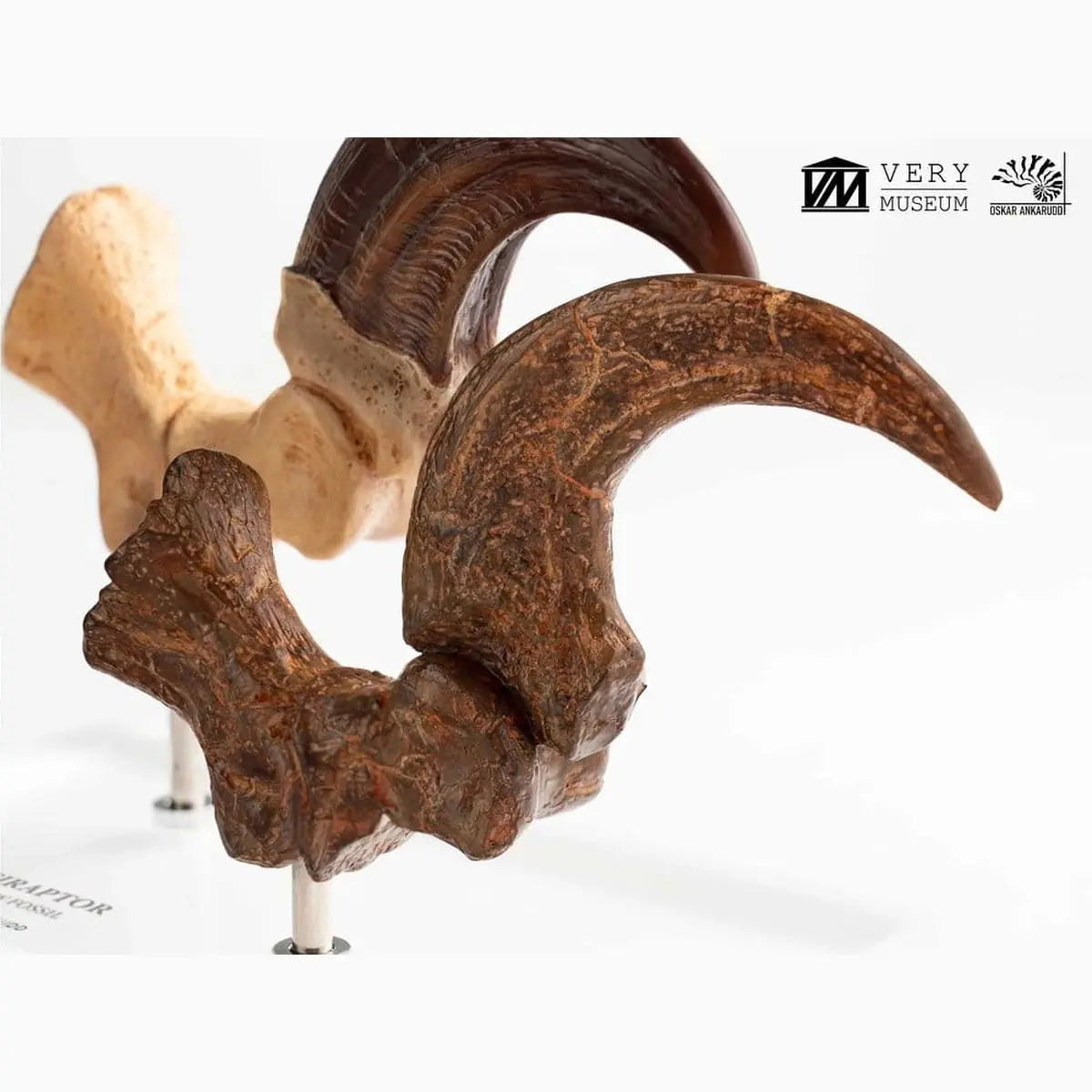 Jurassic Park ECC Elite Creature Line statuette Velociraptor Foot Claw and Fossil Claw Set 20 cm - Image 7