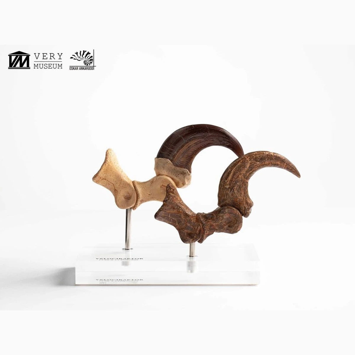 Jurassic Park  ECC Elite Creature Line statuette Velociraptor Foot Claw and Fossil Claw Set 20 cm - Image 5