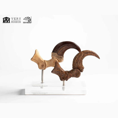 Jurassic Park  ECC Elite Creature Line statuette Velociraptor Foot Claw and Fossil Claw Set 20 cm - Image 5
