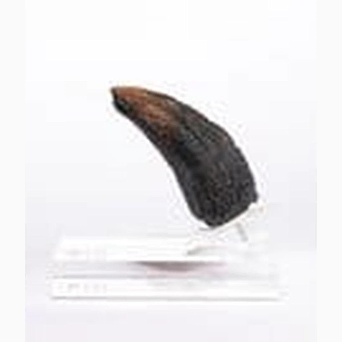 Jurassic Park 1/1 réplique Velociraptor Toenail Type A 11 cm - Image 2