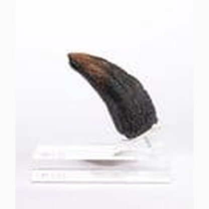 Jurassic Park 1/1 réplique Velociraptor Toenail Type A 11 cm - Image 2