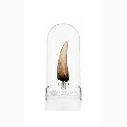 Jurassic Park 3 Réplique Prop 1/1 Spinosaurus Dent 14 cm - Image 1