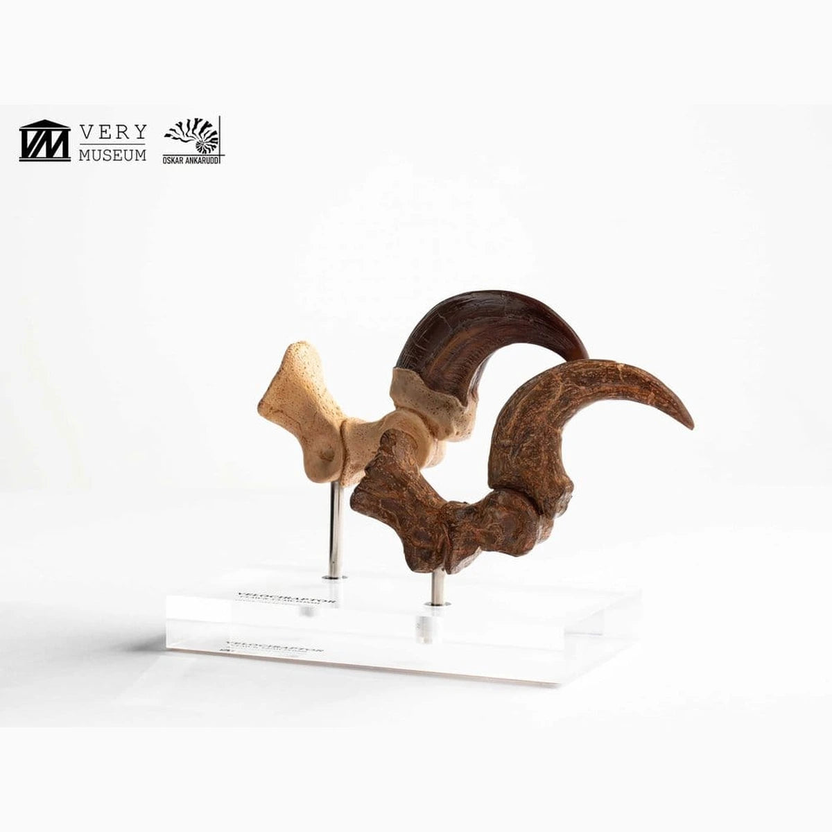 Jurassic Park  ECC Elite Creature Line statuette Velociraptor Foot Claw and Fossil Claw Set 20 cm - Image 6