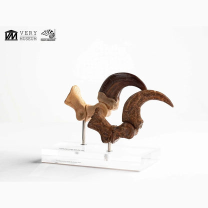 Jurassic Park  ECC Elite Creature Line statuette Velociraptor Foot Claw and Fossil Claw Set 20 cm - Image 6
