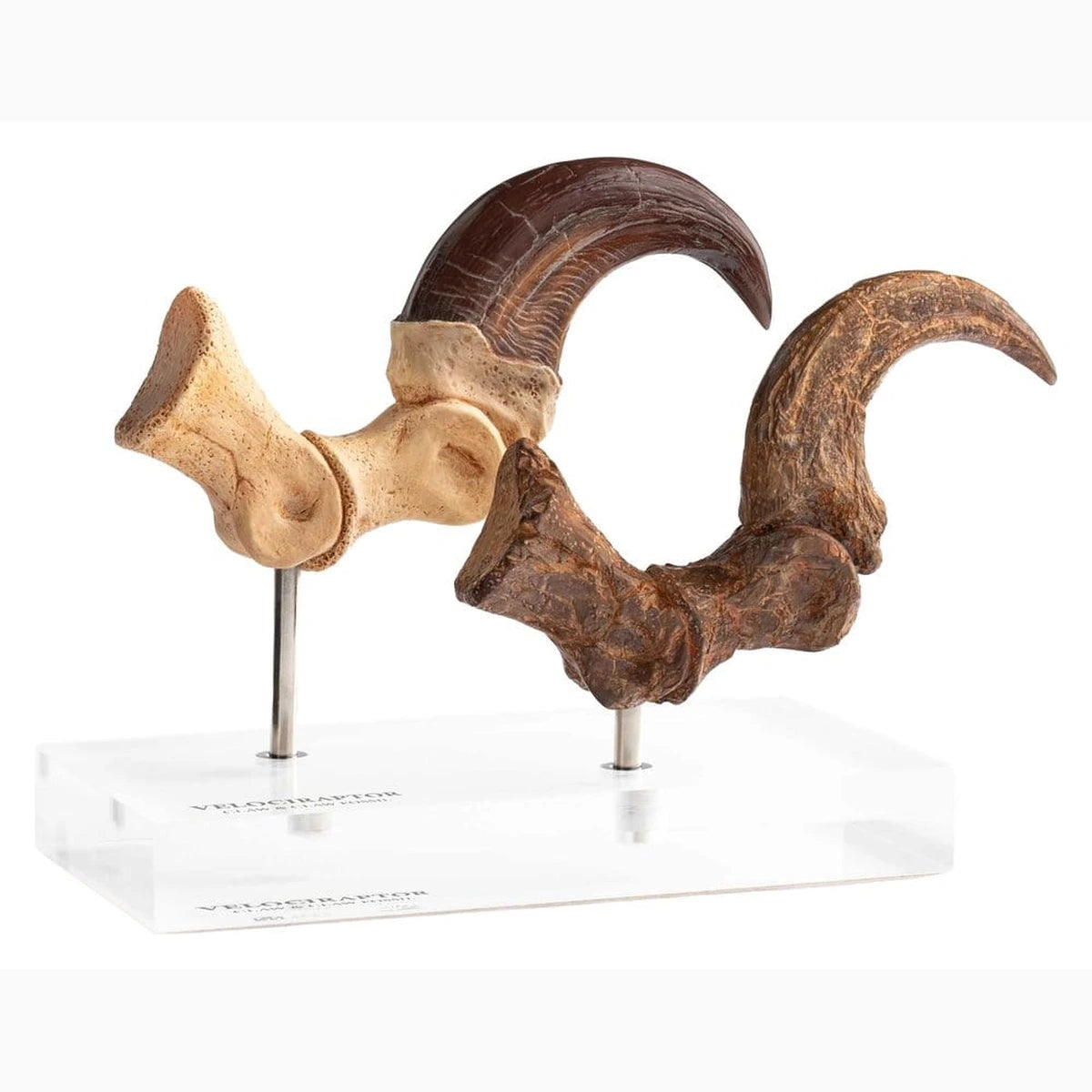 Jurassic Park  ECC Elite Creature Line statuette Velociraptor Foot Claw and Fossil Claw Set 20 cm - Image 1