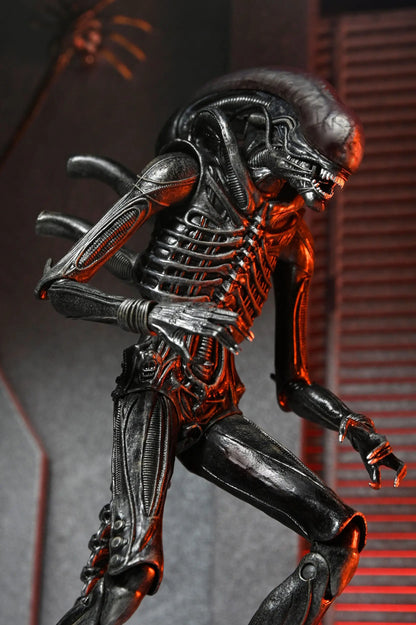 Alien Romulus figurine Ultimate Xenomorph XX121 18cm Neca