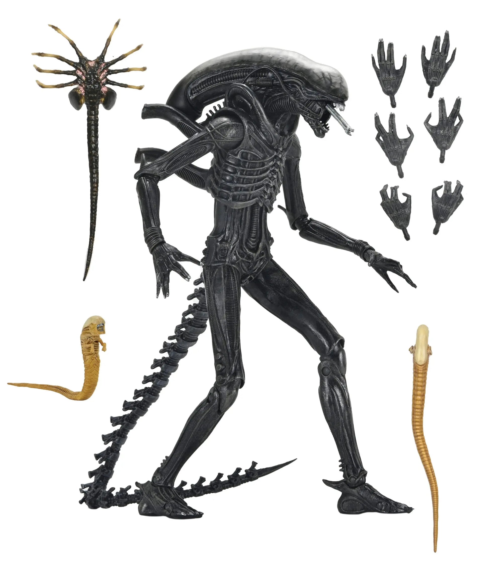 Alien Romulus figurine Ultimate Xenomorph XX121 18cm Neca