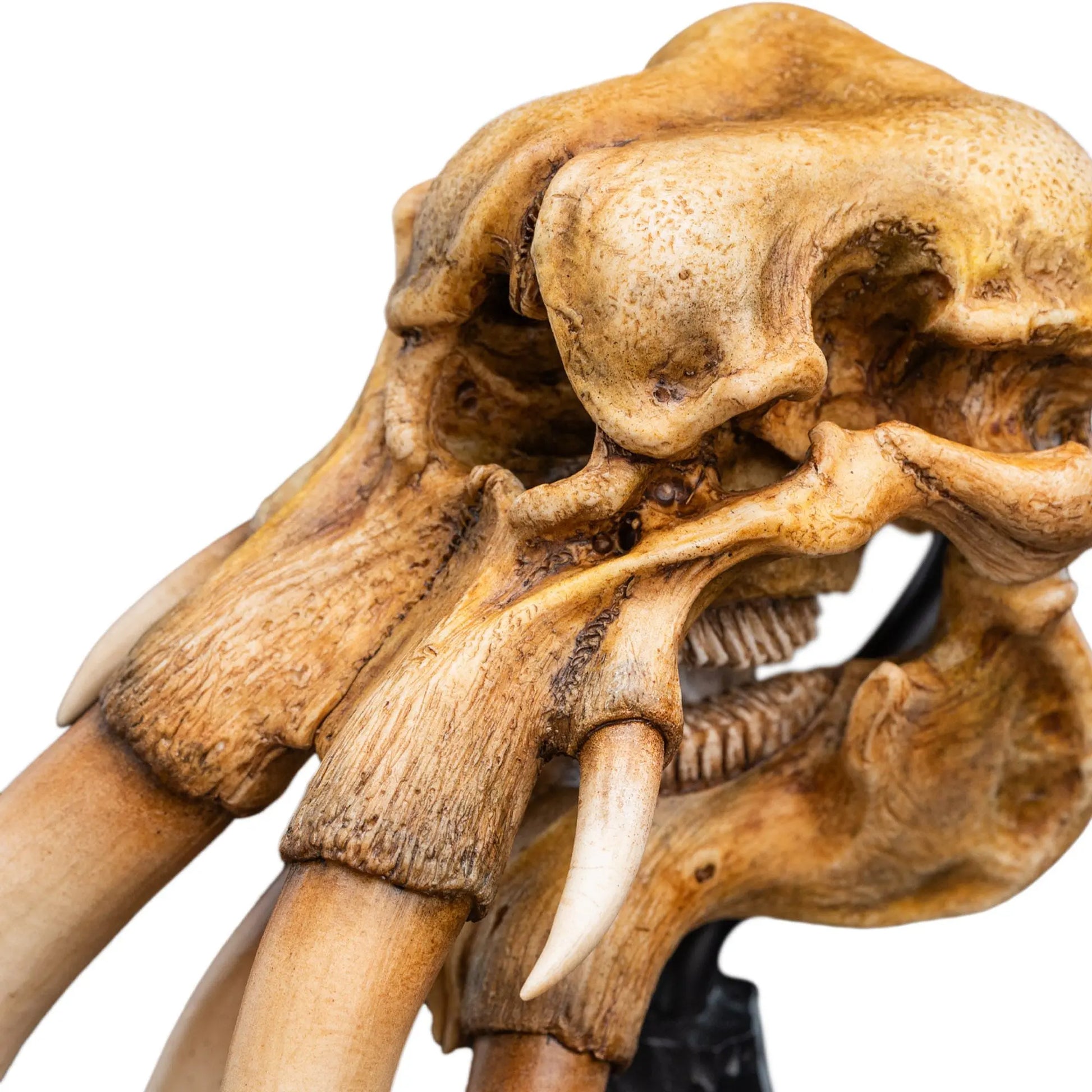 Le Seigneur des Anneaux skull of a Mumak  statuette 22cm Weta Workshop