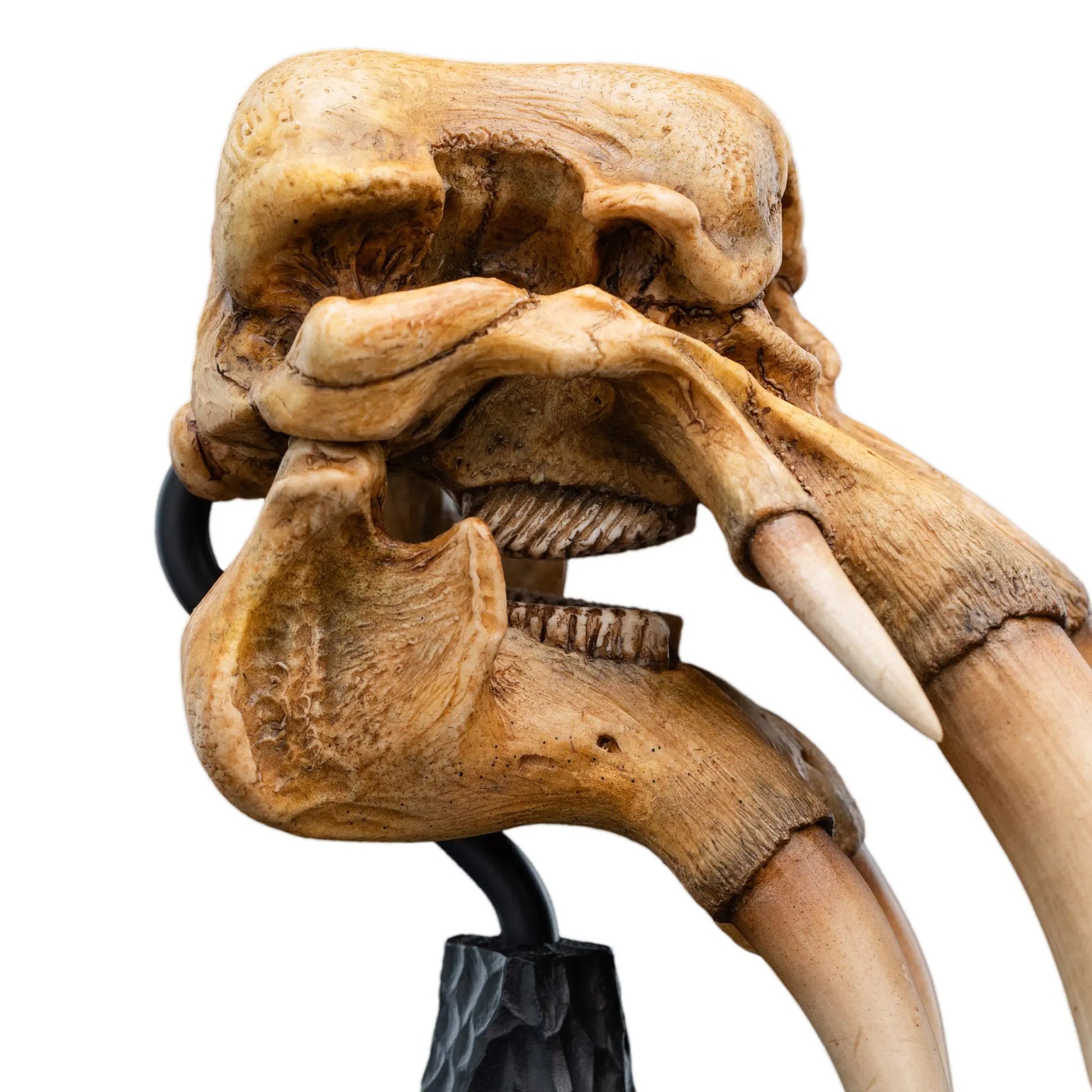 Le Seigneur des Anneaux skull of a Mumak  statuette 22cm Weta Workshop