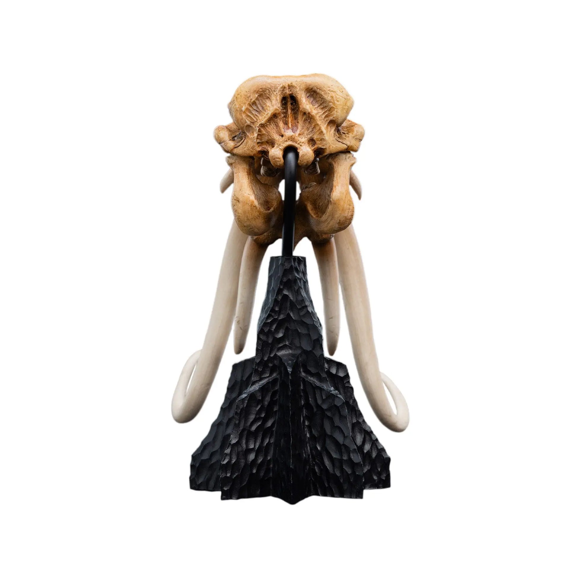 Le Seigneur des Anneaux skull of a Mumak  statuette 22cm Weta Workshop