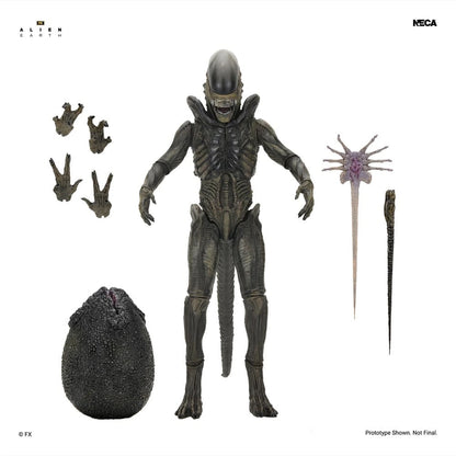 Alien: Earth Ultimate figurine Xenomorph 18 cm - Image 3