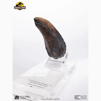 Jurassic Park 1/1 réplique Velociraptor Toenail Type A 11 cm - Image 5
